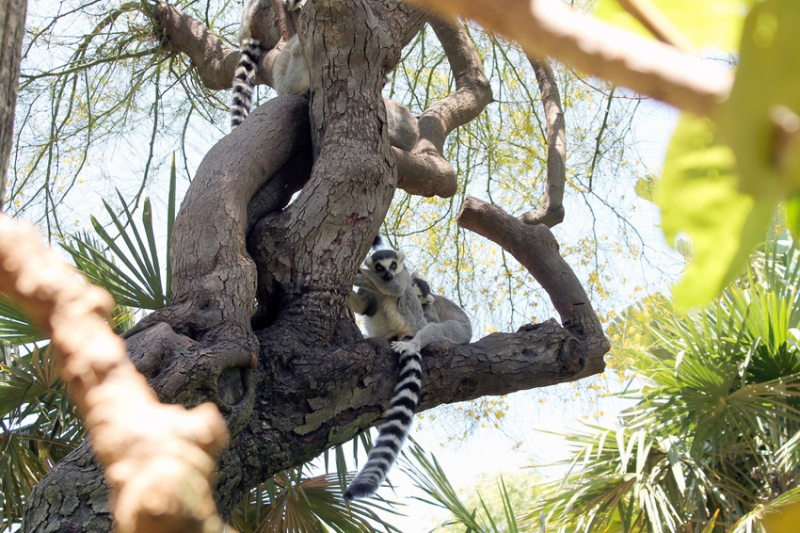 Esempio di present perfect continuous: Some monkeys are climbing a tree. Have they been looking for a banana?